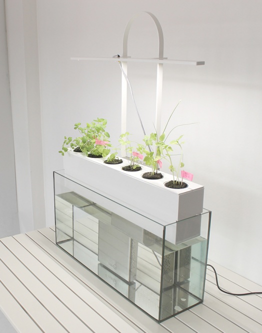 ENNO, aquarium potager